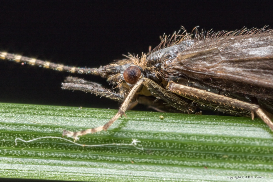 Schietmot - Geleedpotigen - Schietmot