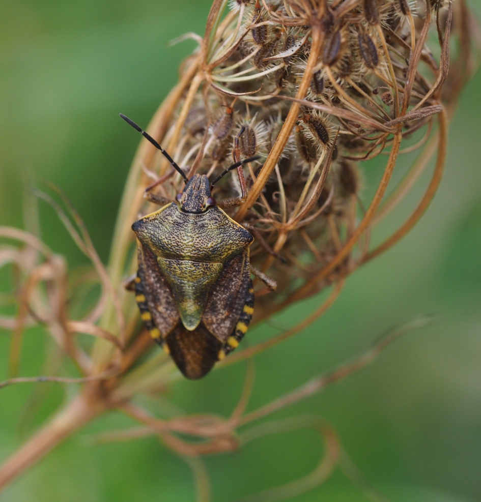 Schildwants op uitgebloeide wilde peen - Geleedpotigen - 