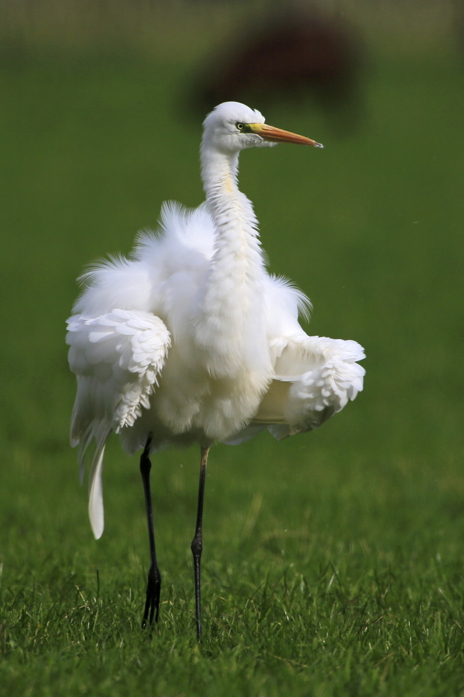 Shake it all over ... ! - Vogels - Grote Zilverreiger