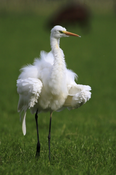 Shake it all over ... !