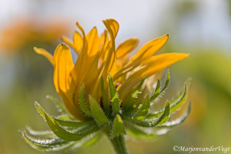 Shake it real good - Planten - bloem