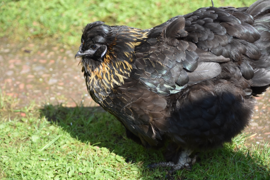 Sierkip - Vogels - 