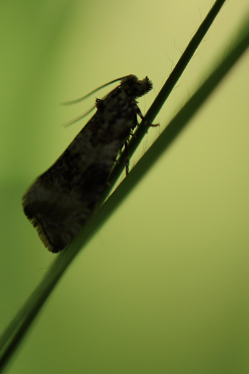 silhouet van een grasmot - Geleedpotigen - 