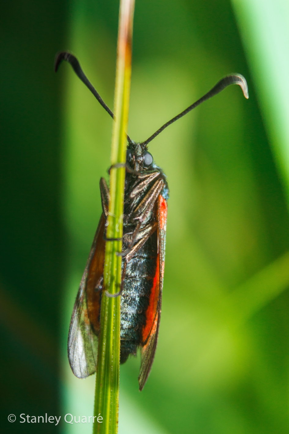 Sint Jacobs vlinder - Overig - Sintjacobsvlinder