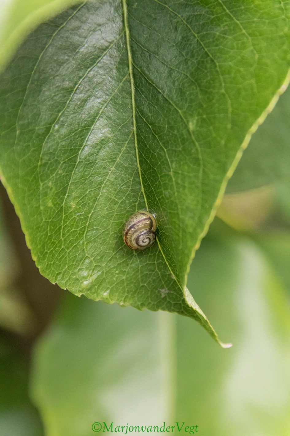 Slakje - Geleedpotigen - slak