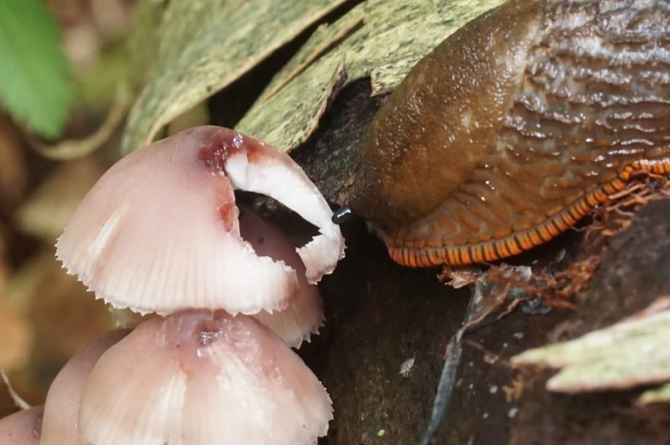 snoepje!! - Geleedpotigen - Slak