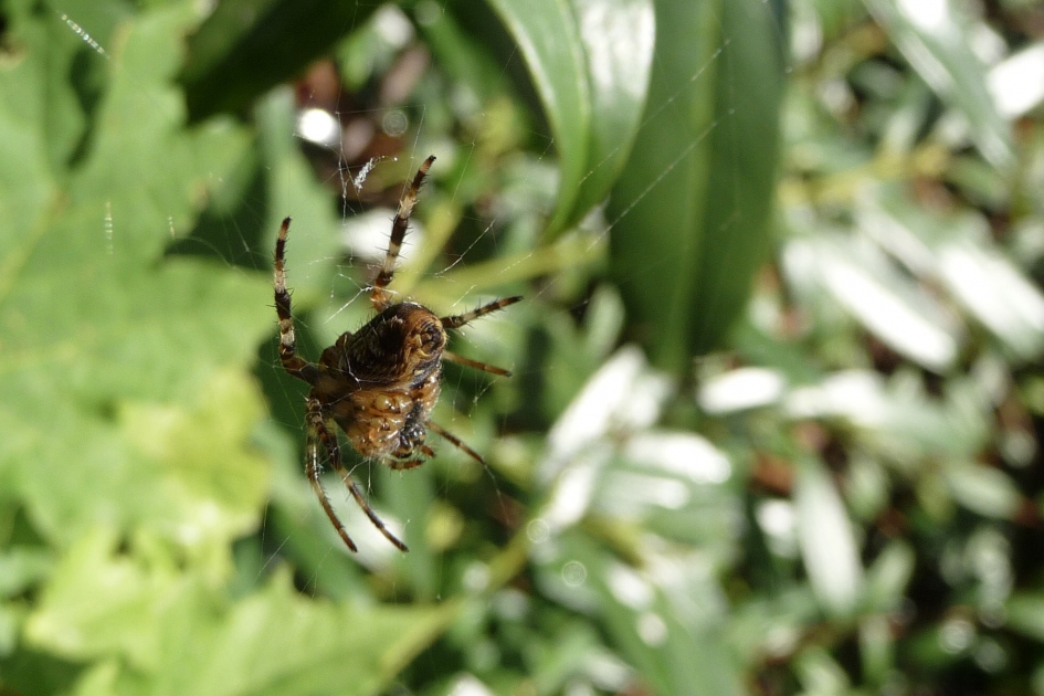 Kruisspin? - Geleedpotigen - 