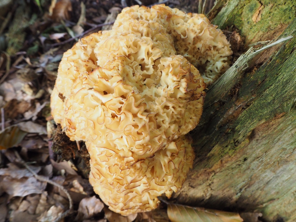 Sponzig - Schimmels - 