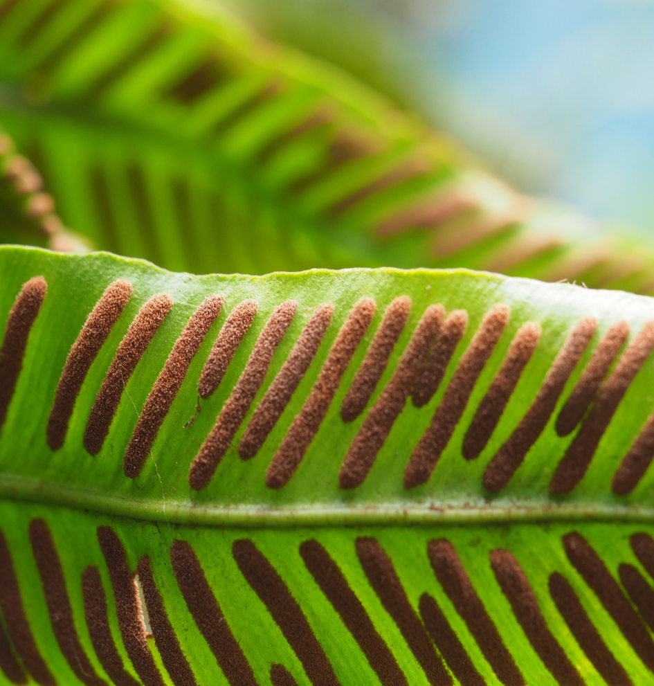Sporen - Planten - ?
