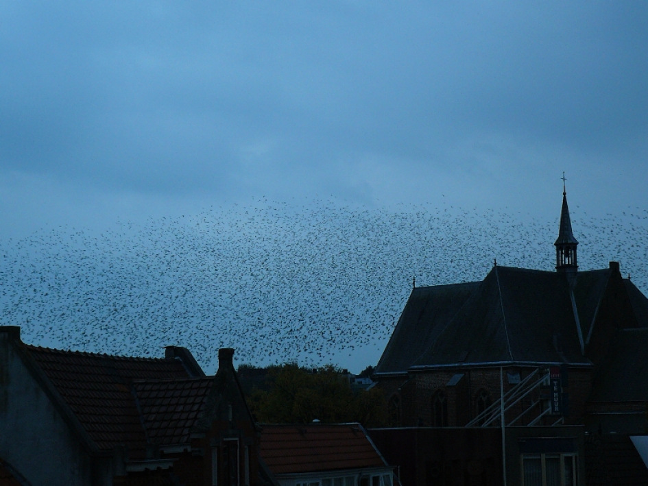 spreeuwen vergadering - Vogels - 