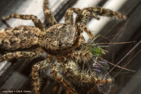 Springspin Genus Marpissa