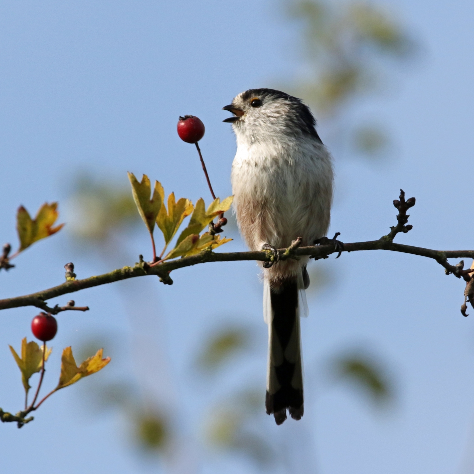 Staartmeesje in het septemberzonnetje - Vogels - 