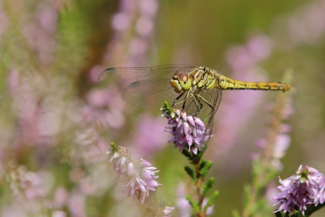 steenrode heidelibel -v-