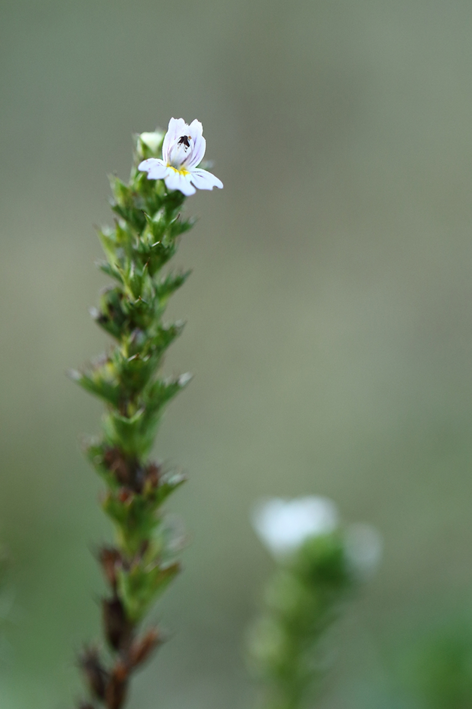 stijve ogentroost - Planten - 