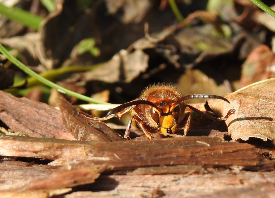 Stoere wesp - Geleedpotigen - Hoornaar
