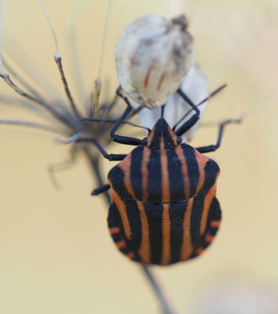 Streep in sepia - Geleedpotigen - 