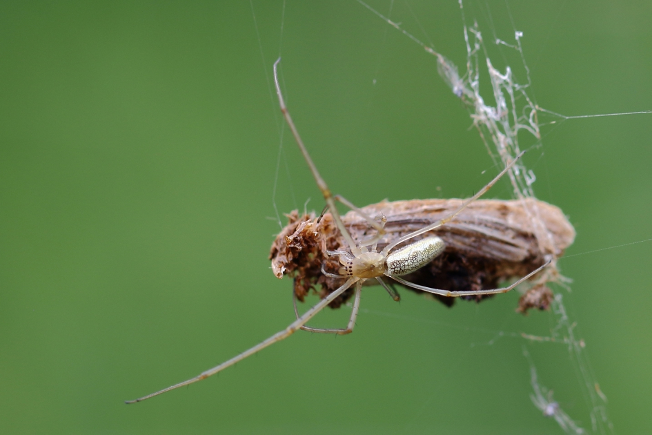 strekspin met prooi - Geleedpotigen - 