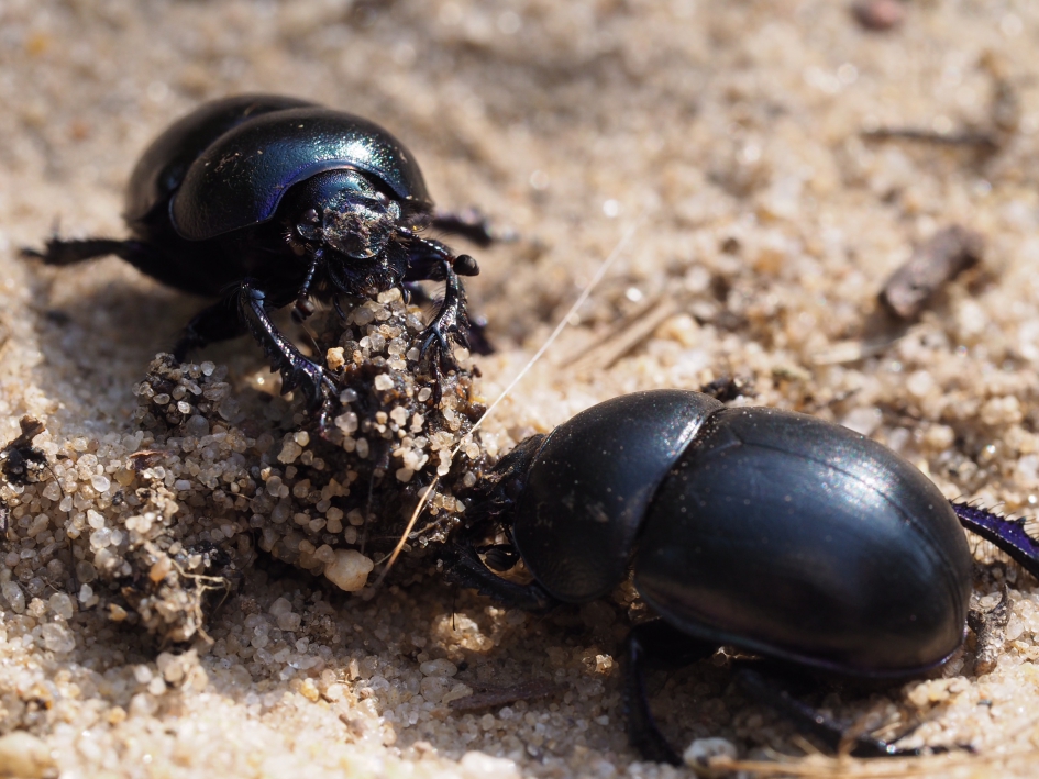 Stront aan de knikker - Geleedpotigen - Mestkever