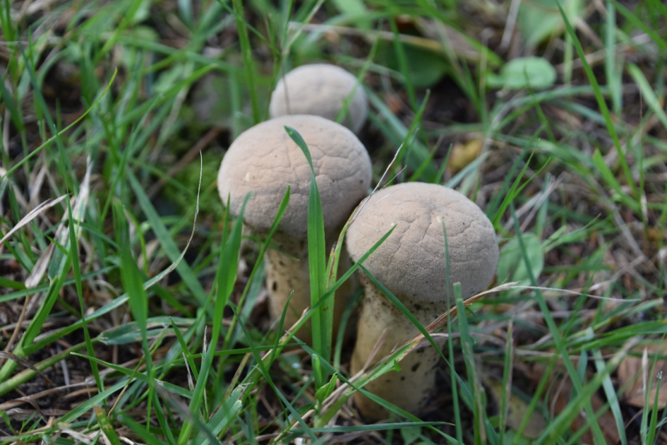 Stuifzwammen - Schimmels - 