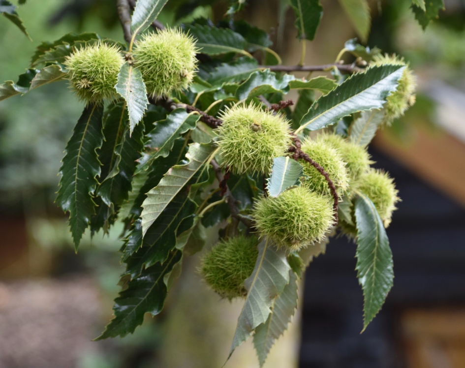 Tamme kastanjes - Planten - 