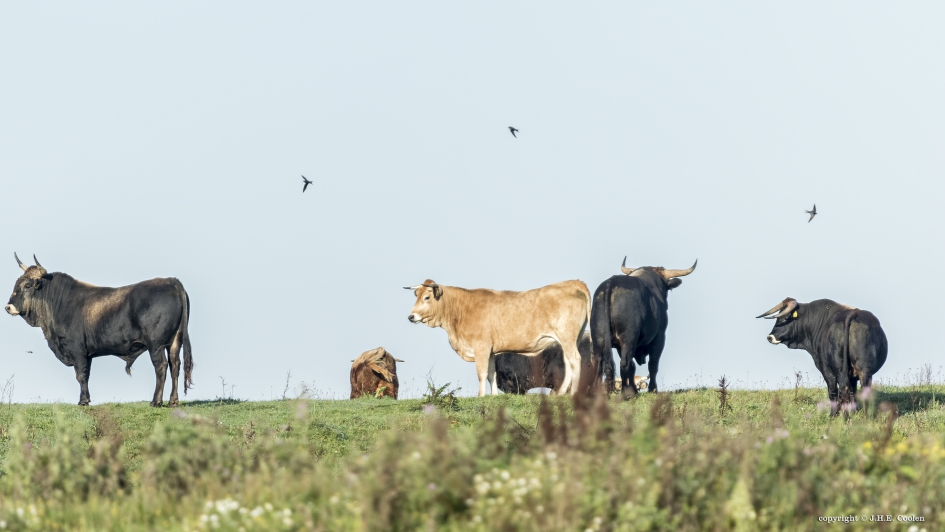 Taurus - Zoogdieren - 