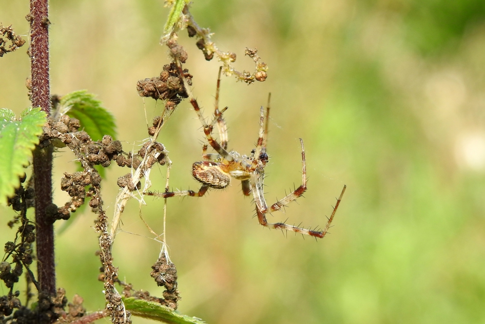 Tentakels - Geleedpotigen - 