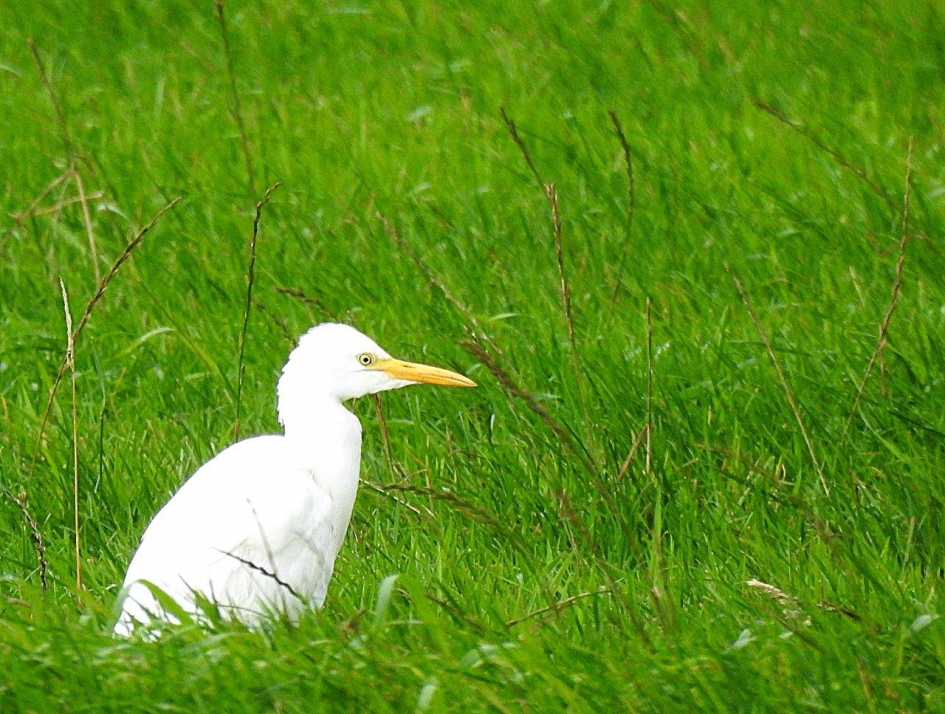 Tussen de buien door - Vogels - Koereiger aduld in winterkleed