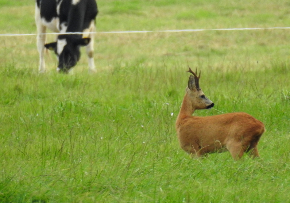 Twee herkauwers in de wei. - Zoogdieren - Ree