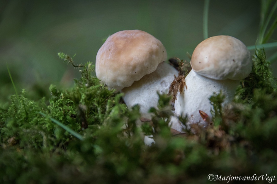 Tweeling - Schimmels - paddenstoel