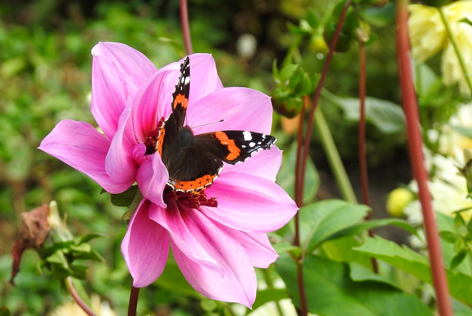 Vanessa - Geleedpotigen - Atalanta (of nummervlinder)