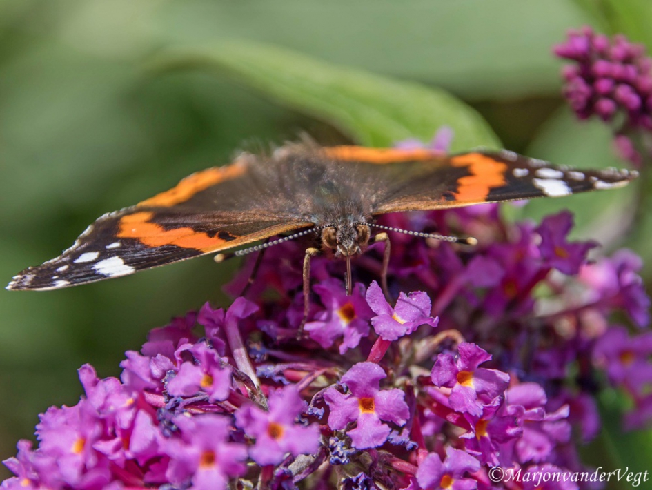 Vanessa Atalanta - Geleedpotigen - Vanessa Atalanta