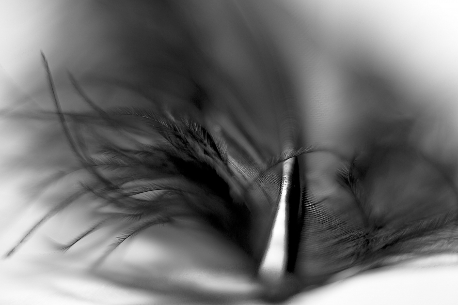 vreemde vorm: Veer van een merel - Vogels - Merel