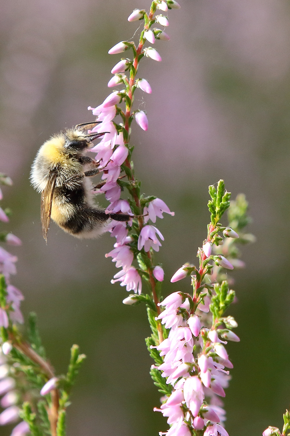 veldhommel in bloeiende struikheide - Geleedpotigen - 