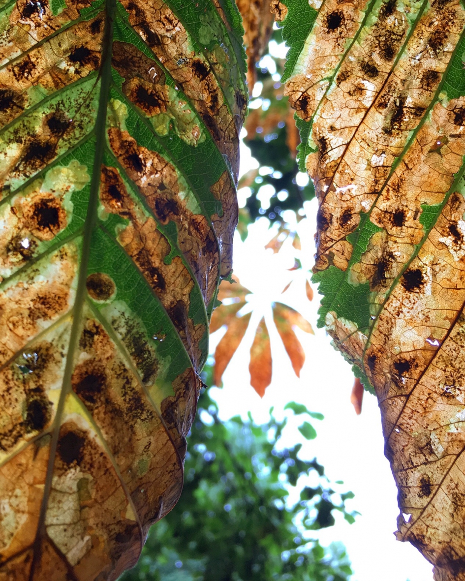 Verkleuren - Planten - 