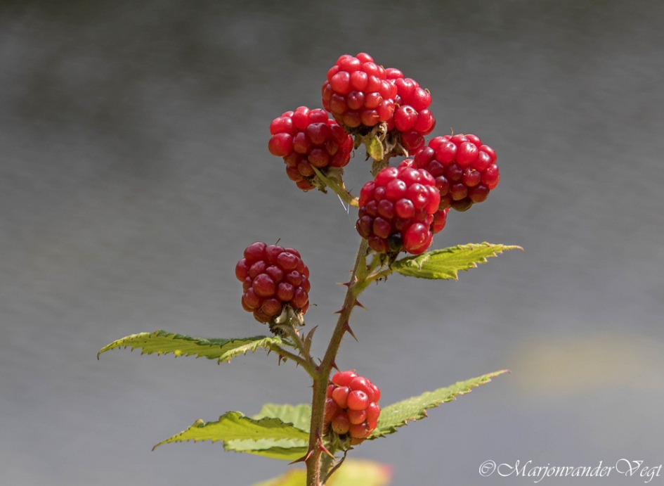 Verleidelijk rood - Planten - bramen