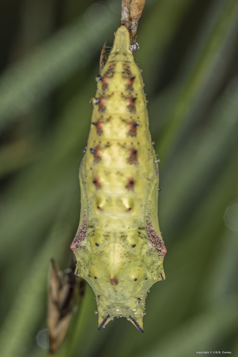 verPOPpen - Geleedpotigen - pop