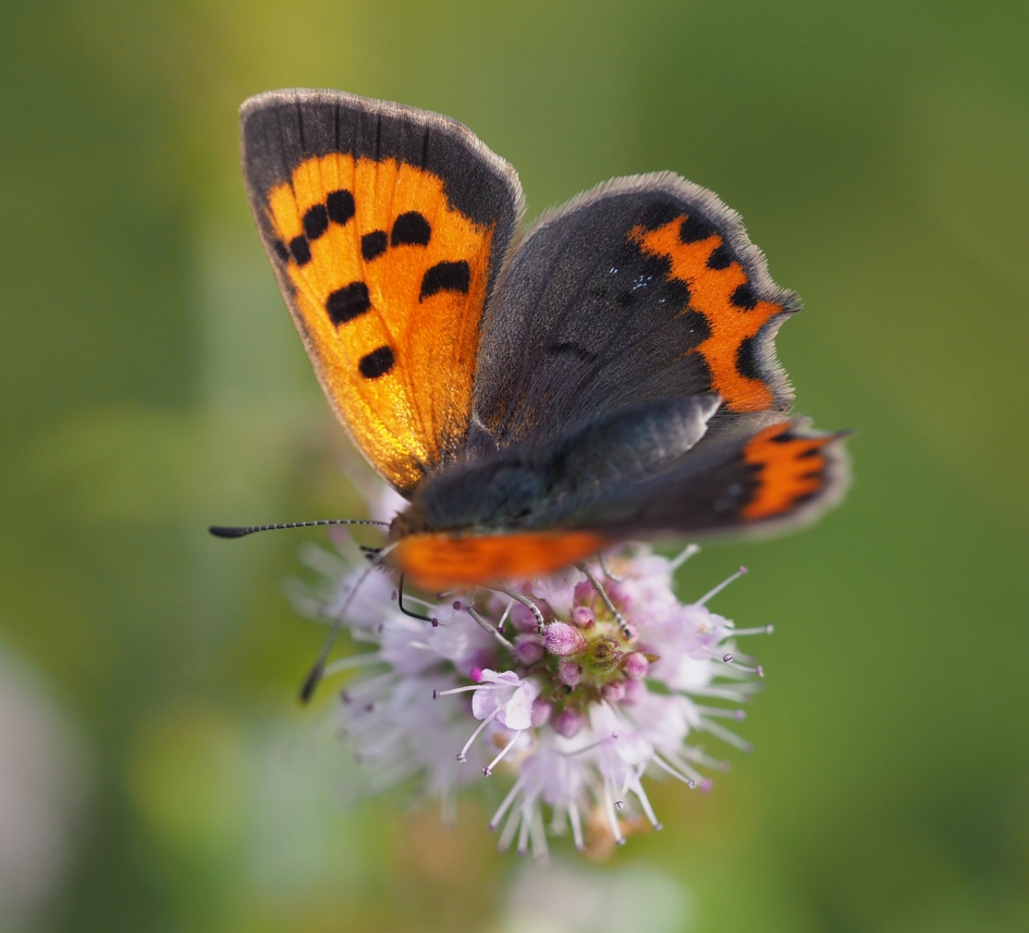 Verstild - Geleedpotigen - 