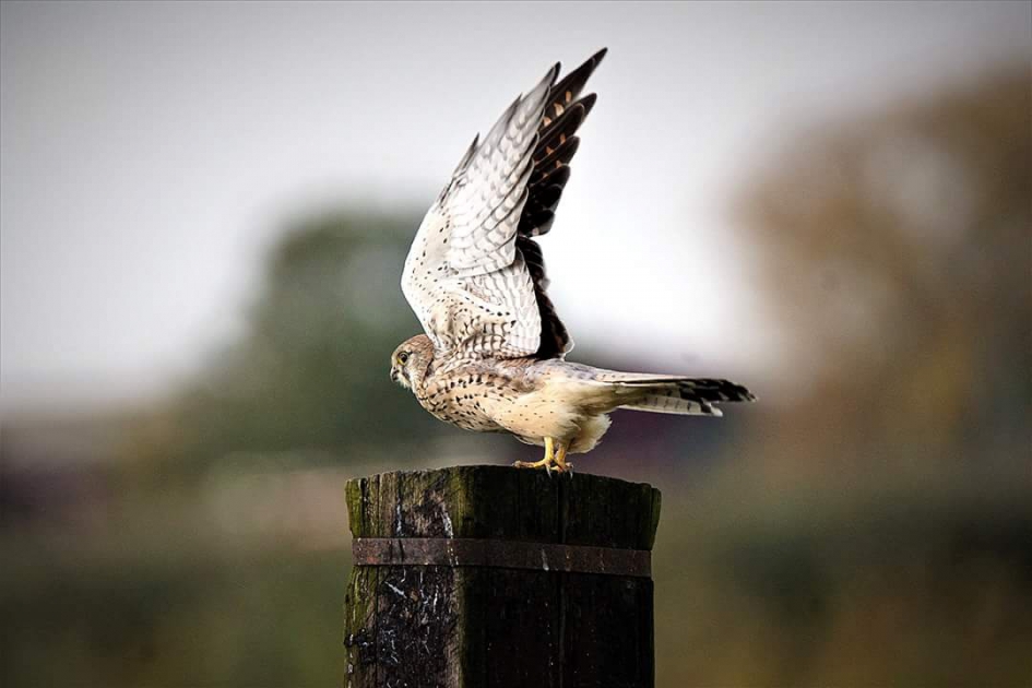 Vertek - Vogels - Torenvalk