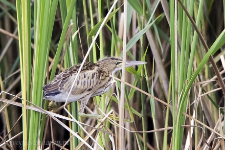 vier woudaapjes geboren in Heerenveen.