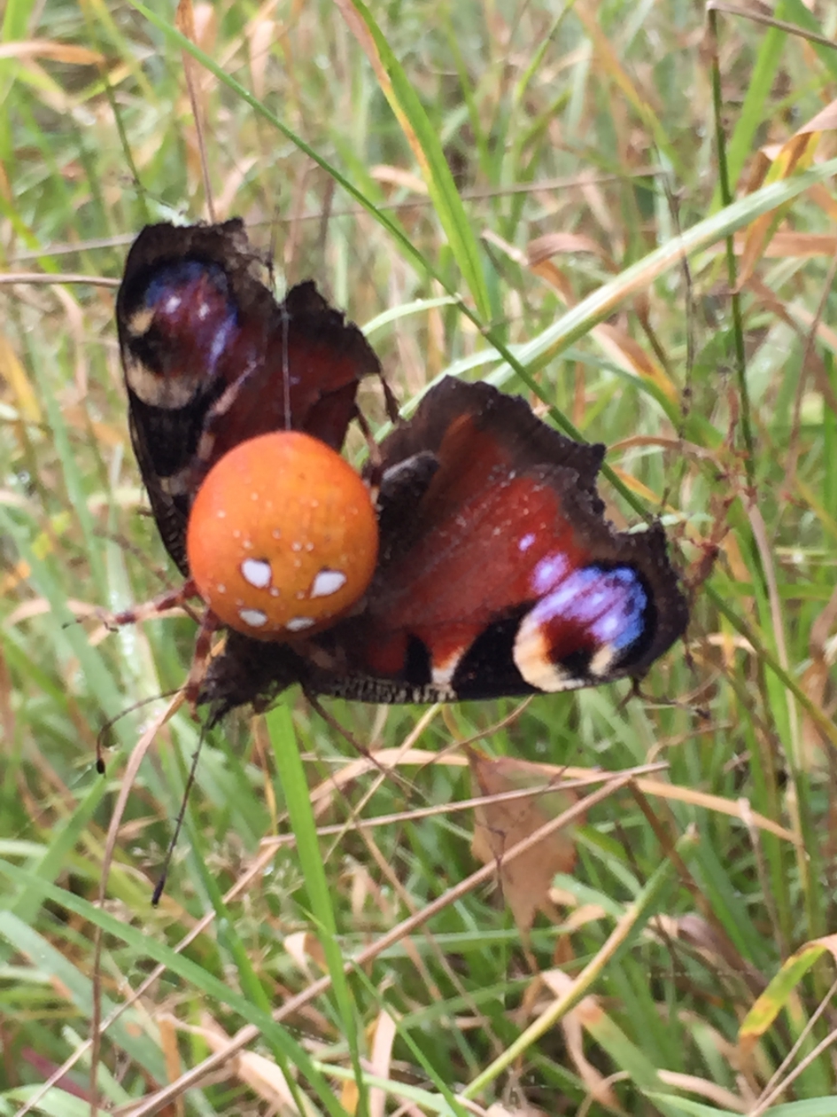 Viervlekwilewebspin vangt een dagpauwoog - Geleedpotigen - Viervlekwielwebspin