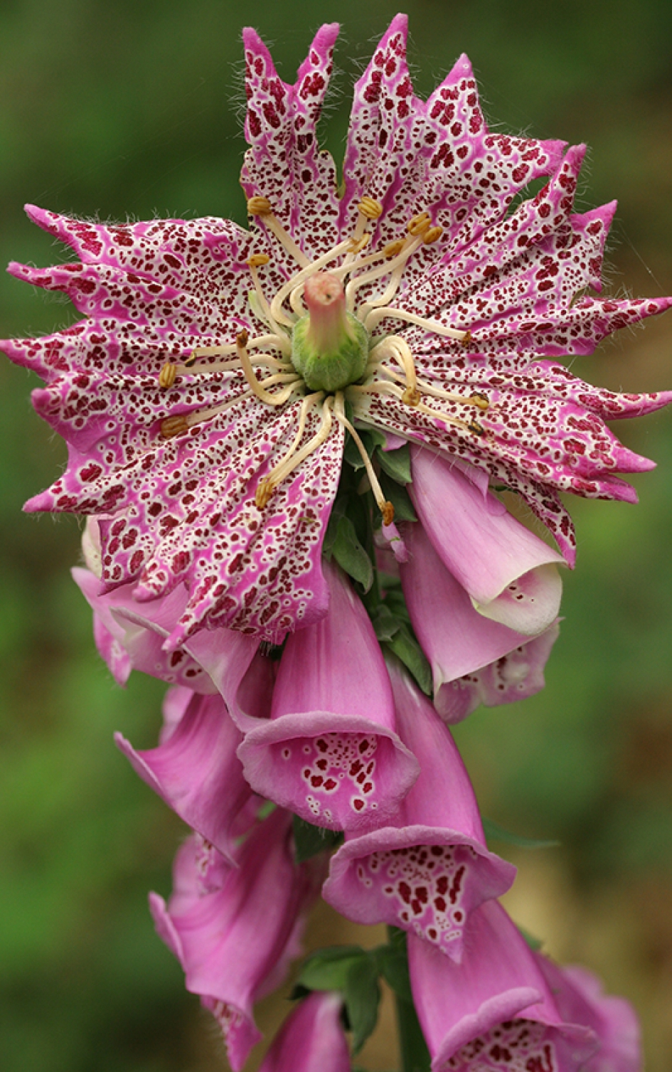 Vingerhoedskruit - Planten - Vingerhoedskruit