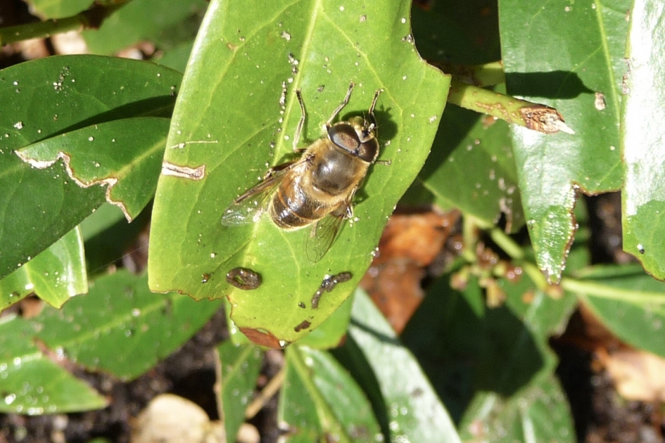 Blinde bij - Geleedpotigen - 