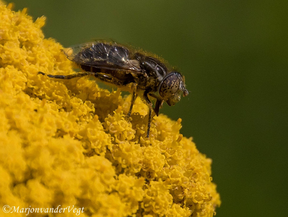 Vliegbeest - Geleedpotigen - Weidevlekoog