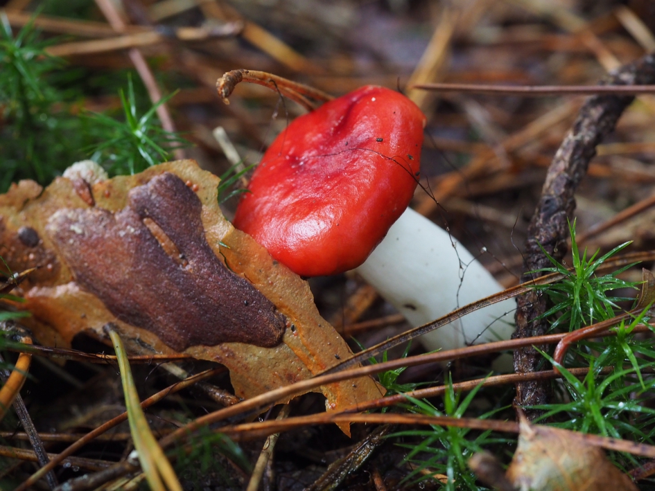 Vliegenzwam (?) zonder stippen - Schimmels - Wrsch. vliegenzwam