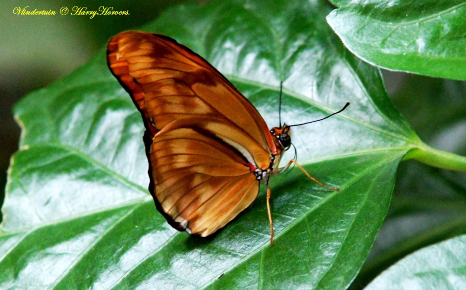 vlindertuin - Geleedpotigen - 