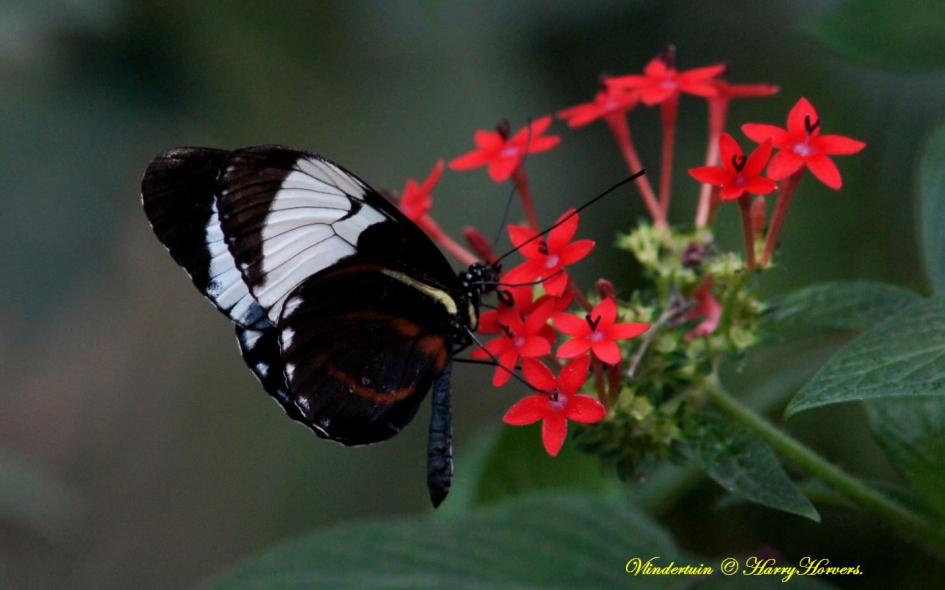 vlindertuin - Geleedpotigen - 