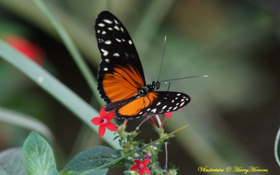 vlindertuin - Geleedpotigen - 