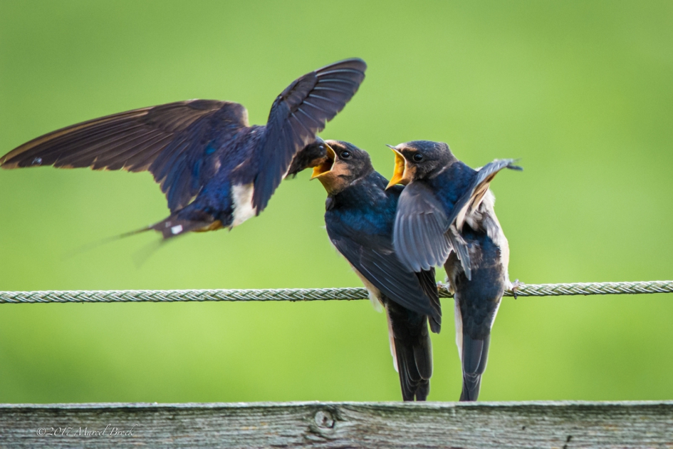 voedertijd! - Vogels - Zwaluw
