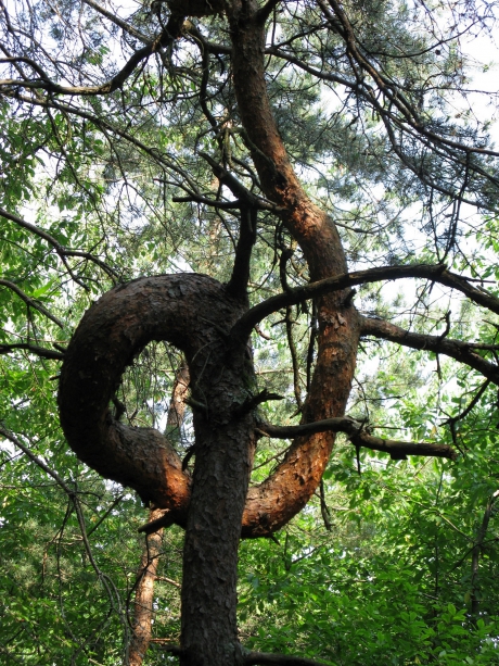 Vreemde vorm - uit de bocht gevlogen