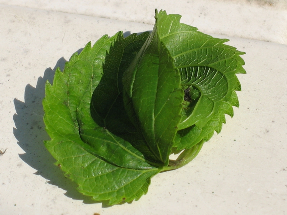 Vreemde vorm 2 In welke bocht zal ik mij wringen - Overig - Moerbeiboomblad